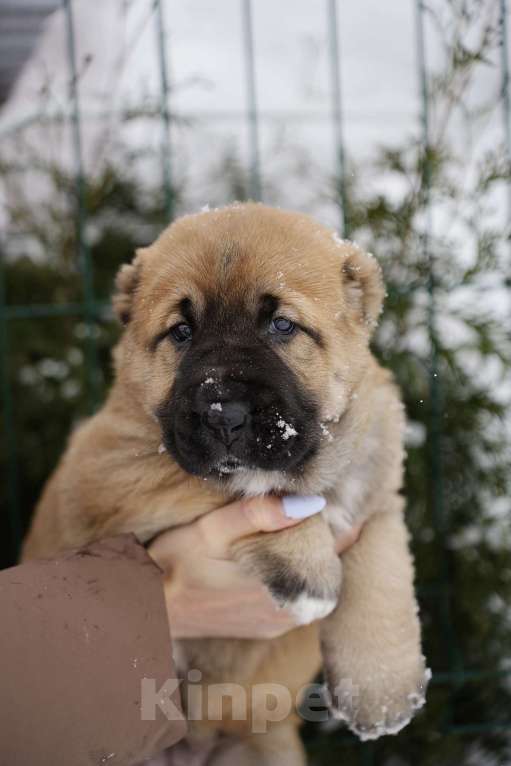 Собаки в Казани: Щенки САО Девочка, 50 000 руб. - фото 5