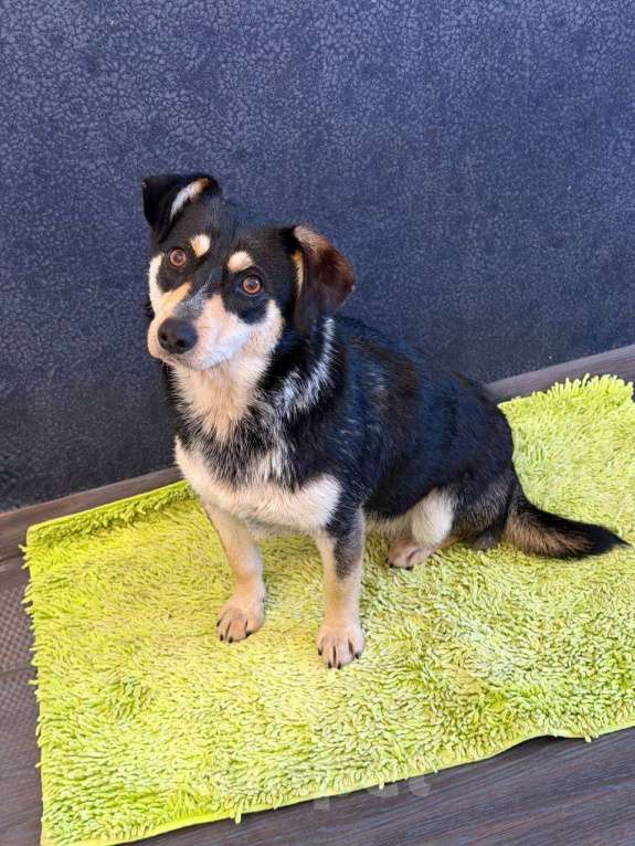 Собаки в Рузе: Мэри в добрые руки Девочка, Бесплатно - фото 5