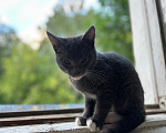 Кошки в Клине: Котята в добрые руки Разнополые, Бесплатно - фото 2