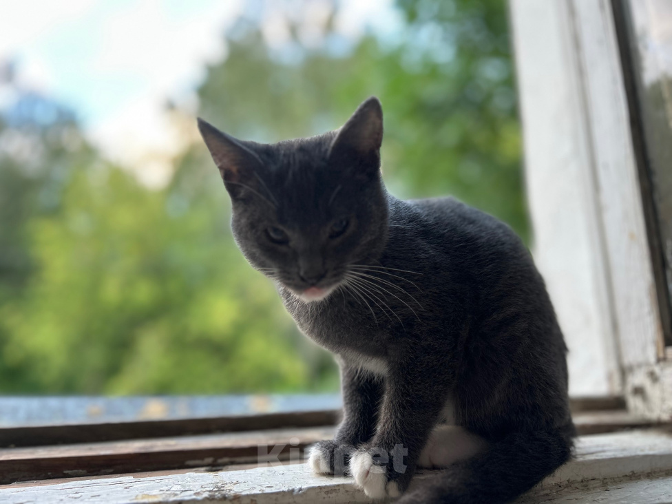 Кошки в Клине: Котята в добрые руки Разнополые, Бесплатно - фото 2