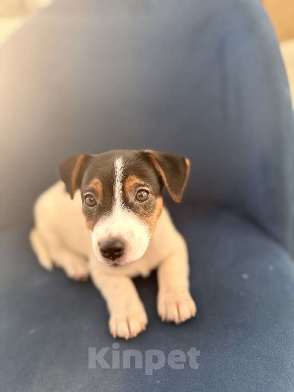 Собаки в Челябинске: Двойка Мальчик, 18 000 руб. - фото 5