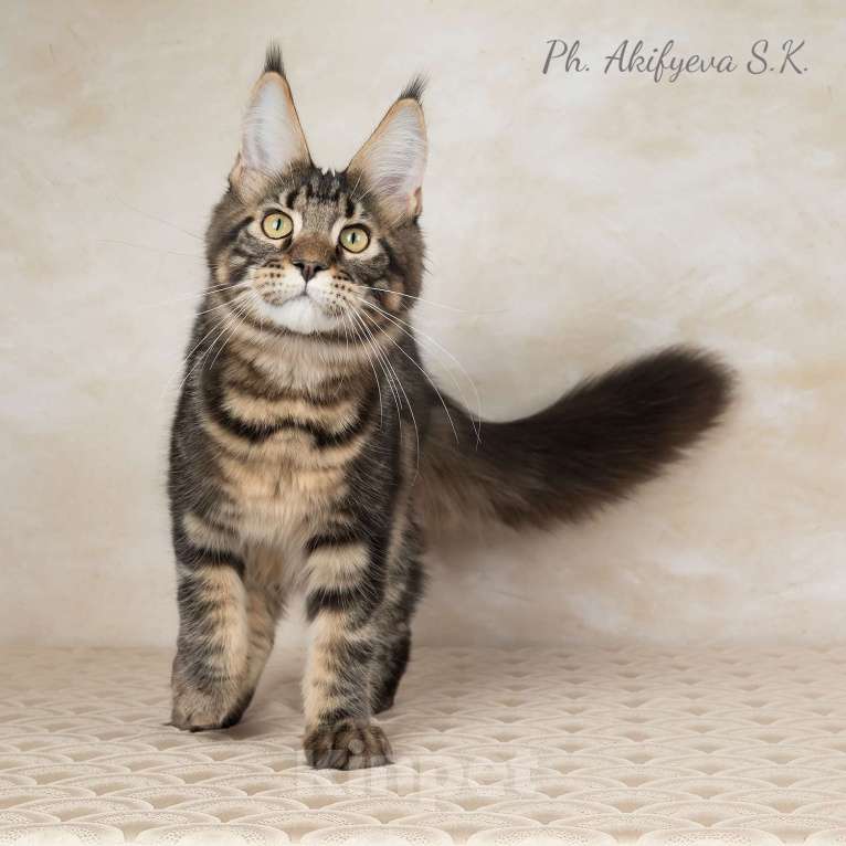 Кошки в Озерске: Котёнок Мейн-кун Орион Мальчик, 45 000 руб. - фото 2