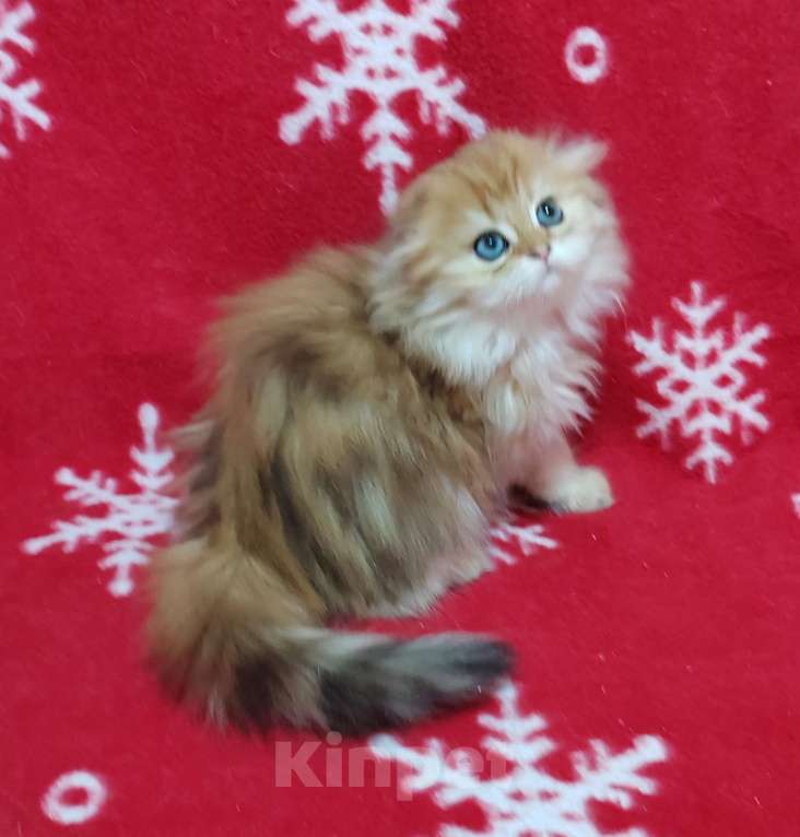 Кошки в Москве: Золотая мраморная кошечка хайленд Девочка, 40 000 руб. - фото 2