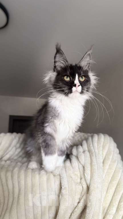 Кошки в Москве: Котенок мейн кун черный дым Мальчик, 50 000 руб. - фото 3