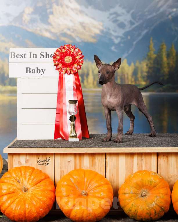 Собаки в Москве: Щенок ксолоитцкуинтли Девочка, Бесплатно - фото 5