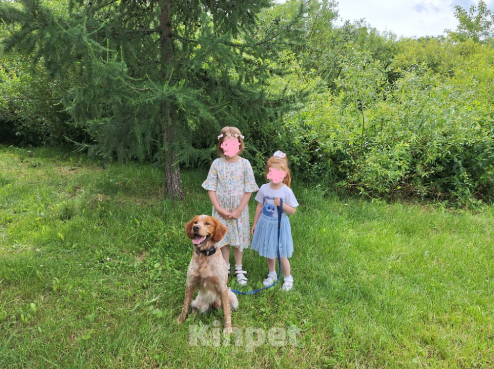 Собаки в Раменском: Щенки породы Эпаньоль Бретон от рабочих родителей Девочка, 50 000 руб. - фото 2