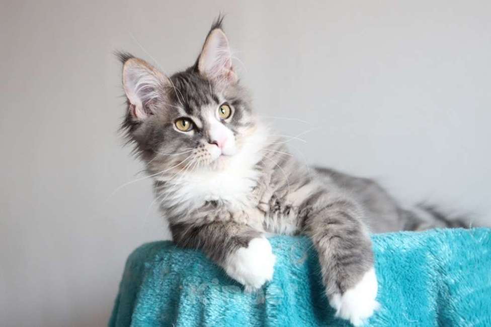 Кошки в Екатеринбурге: Котенок мейнкун из питомника РИЧКУН Мальчик, 40 000 руб. - фото 3