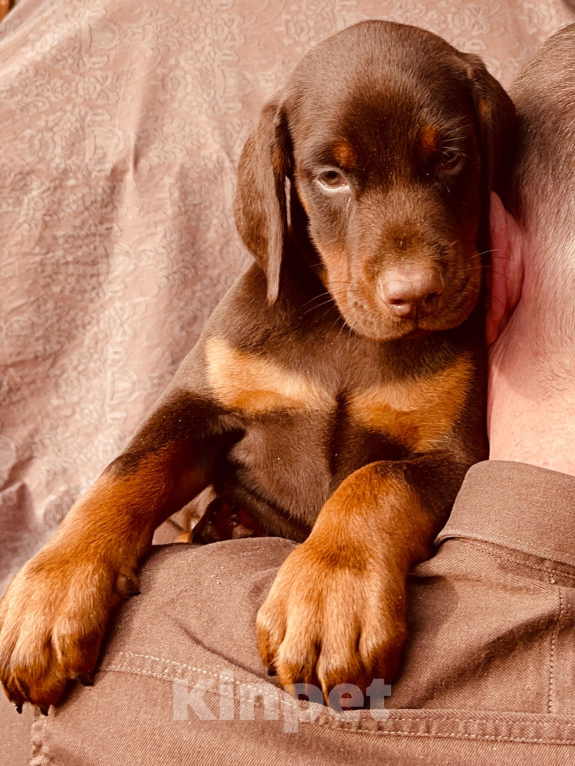 Собаки в Чехове: Крупные щенки добермана РКФ Мальчик, 70 000 руб. - фото 3