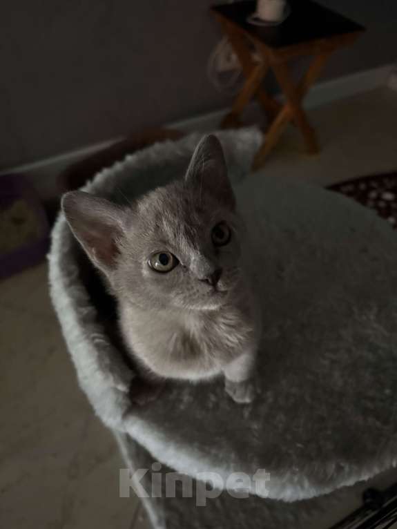 Кошки в Воронеже: Бурманская кошечка ( Европейская) Девочка, 20 000 руб. - фото 4