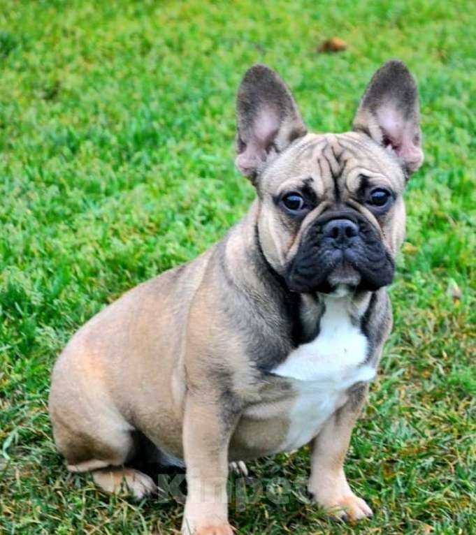 Собаки в Москве: Подрощенная девочка француженка  Девочка, Бесплатно - фото 9