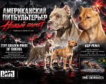 Собаки в Сосновоборске: Щенок питбуля Девочка, 140 000 руб. - фото 8