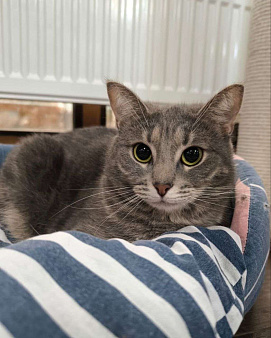 Никому не заметная серебристая кошечка 