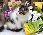 Кошки в Москве: Котенок мальчик от домашней кошки Сибирской породы. Отец вислоухий шотландец. Мальчик, 7 000 руб. - фото 2