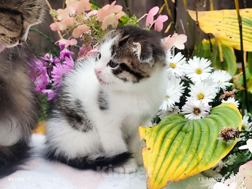 Кошки в Москве: Котенок мальчик от домашней кошки Сибирской породы. Отец вислоухий шотландец. Мальчик, 7 000 руб. - фото 2