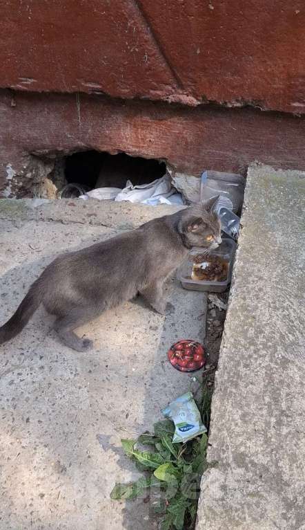Кошки в Москве: Кошка голубого окраса в добрые руки  Девочка, Бесплатно - фото 3