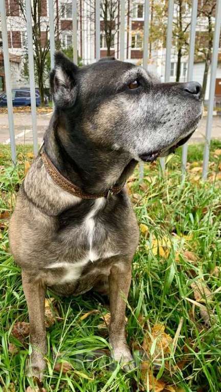 Собаки в Москве: Кане-корсо Кира срочно ищет дом Девочка, 1 руб. - фото 4