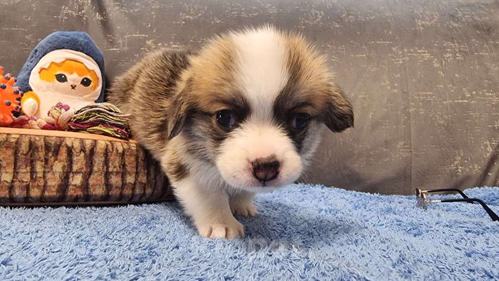 Собаки в Москве: Элитные щенки Мальчик, 85 000 руб. - фото 5