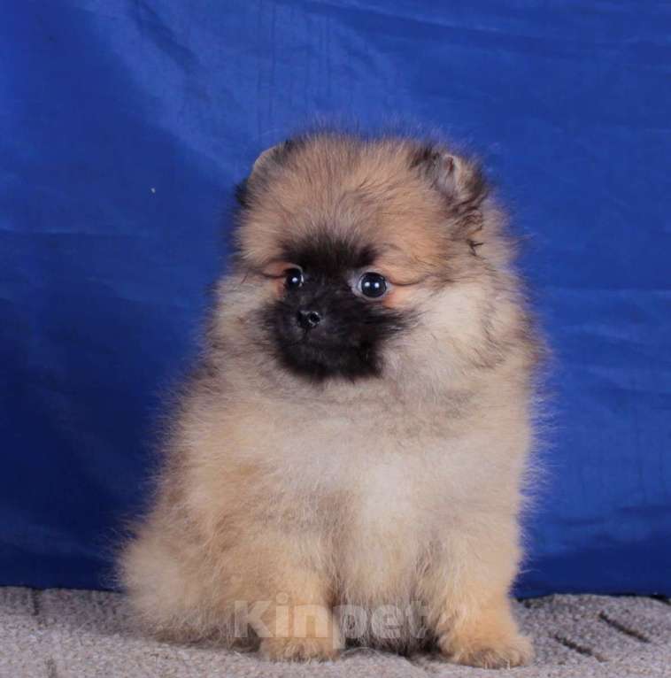 Собаки в Москве: померанский шпиц  мальчик для души Мальчик, 20 000 руб. - фото 4