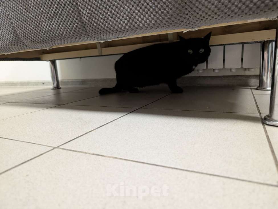 Кошки в других городах Московской области: Кошка пантера Девочка, Бесплатно - фото 2