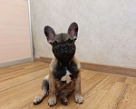 Собаки в Москве: Щенки Французского бульдога Мальчик, 50 000 руб. - фото 3