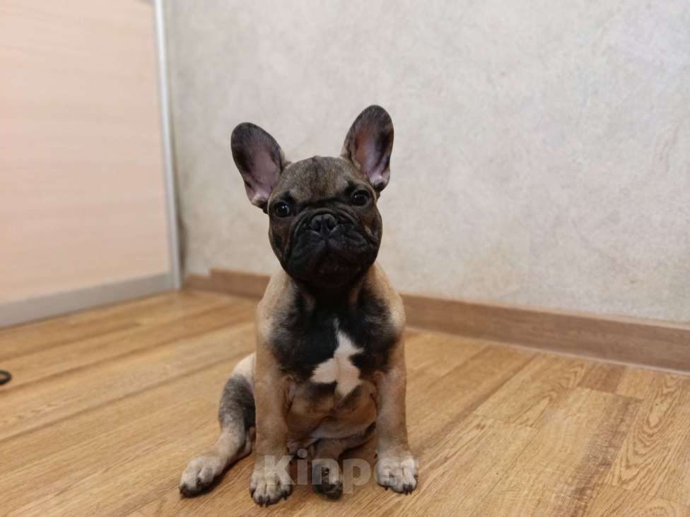 Собаки в Москве: Щенки Французского бульдога Мальчик, 50 000 руб. - фото 3