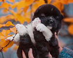 Собаки в Москве: Шикарные малыши американской акиты Девочка, 150 000 руб. - фото 7