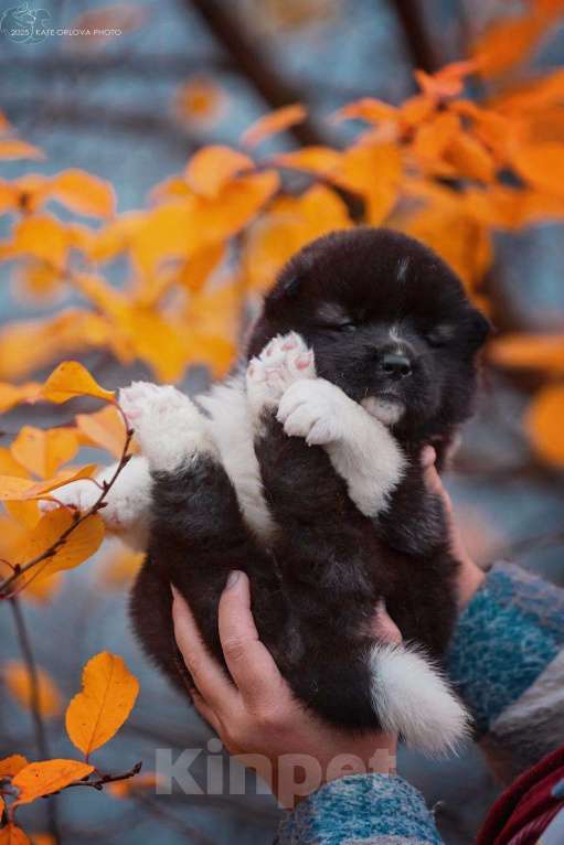 Собаки в Москве: Шикарные малыши американской акиты Девочка, 150 000 руб. - фото 7