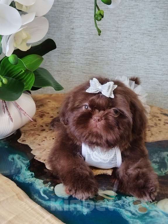 Собаки в других городах Московской области: Щенок ши тцу Девочка, Бесплатно - фото 2