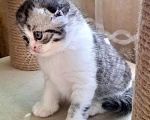 Кошки в Ярославле: Шотландская вислоухая короткошерстная девочка Девочка, 45 000 руб. - фото 9