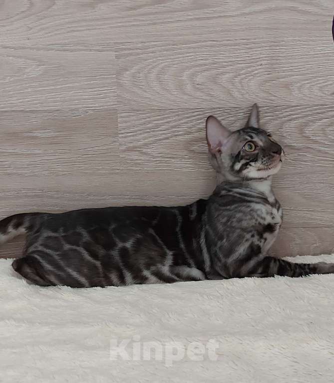 Кошки в Москве: Бенгальский ктик Мальчик, Бесплатно - фото 6