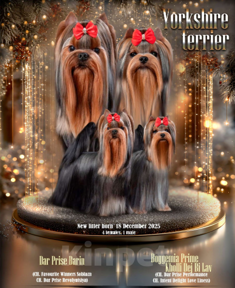 Собаки в других городах Свердловской области: Йоркширский терьер щенок Девочка, 65 000 руб. - фото 4