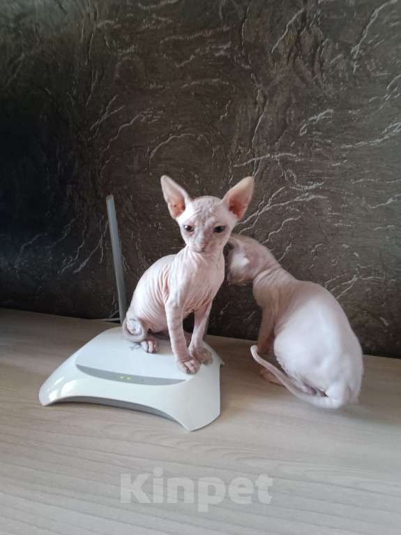 Кошки в Магнитогорске: Продам котят Девочка, 15 000 руб. - фото 3