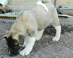 Собаки в Волгодонске: Щенки американская акита, 35 000 руб. - фото 3
