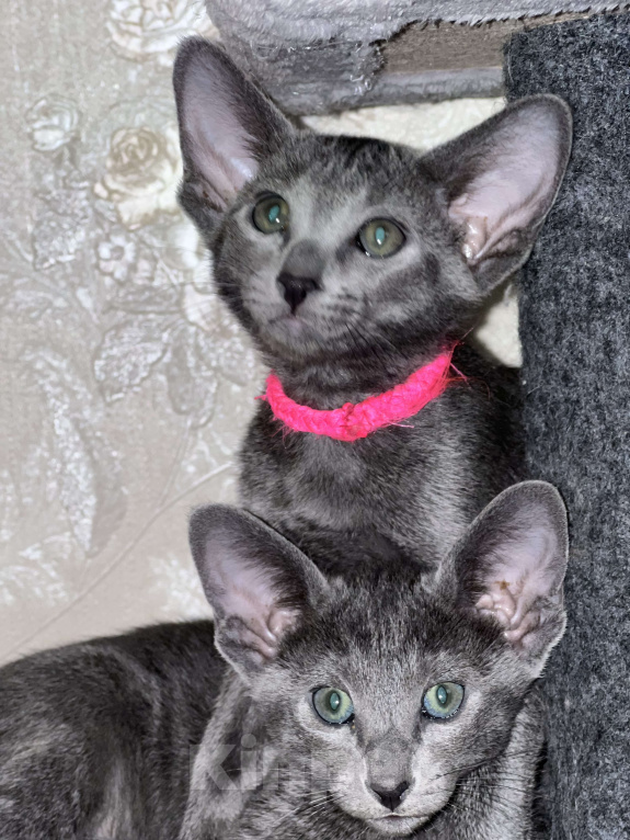 Кошки в Москве: Ориентальная малышка Beatris Беатрис Девочка, 60 000 руб. - фото 4