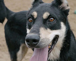 Собаки в Москве: Собака из приюта Мальчик, Бесплатно - фото 1