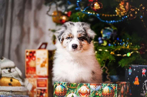 Австралийская овчарка щенок