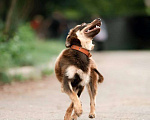 Собаки в Москве: Озорной малыш Рэдди ищет друга. Мальчик, Бесплатно - фото 1