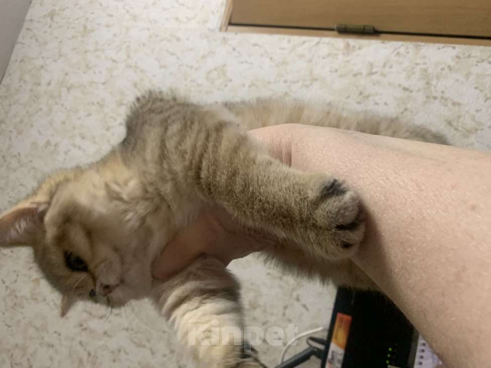 Кошки в Санкт-Петербурге: Котик Мальчик, 1 руб. - фото 5