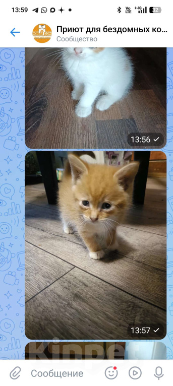 Кошки в других городах Ленинградской области: Два озорных пацана Мальчик, Бесплатно - фото 4