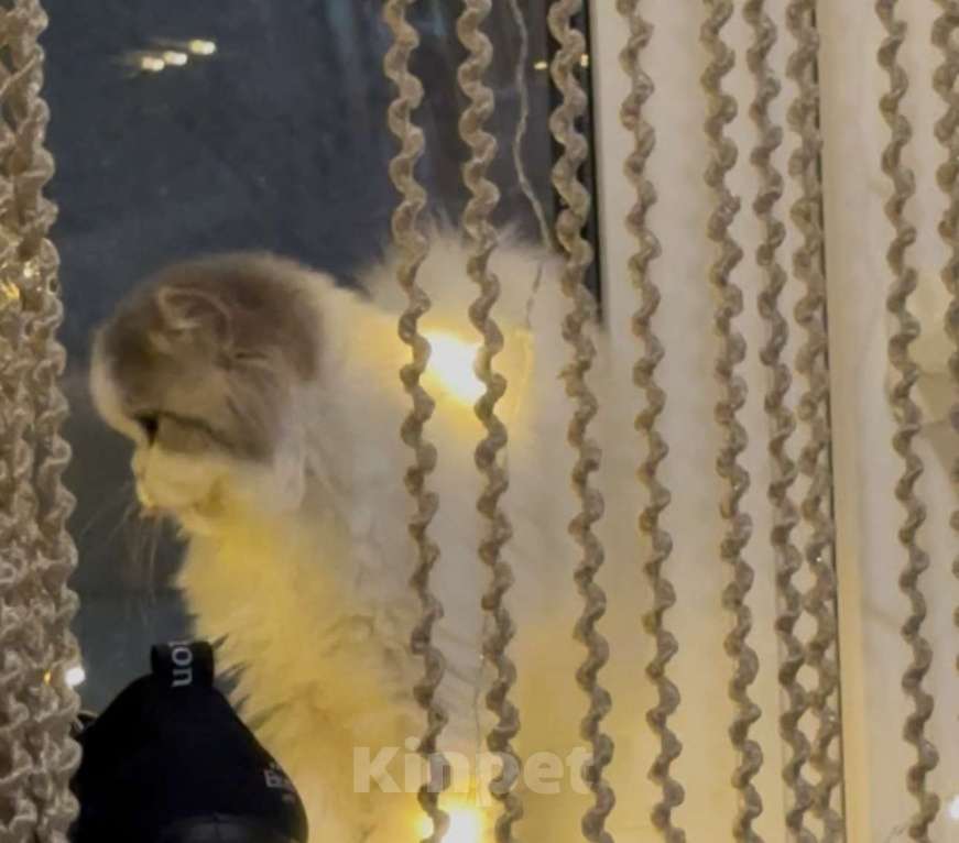 Кошки в Москве: Шотландский прямоухий котенок Хайленд страйт  Мальчик, Бесплатно - фото 4