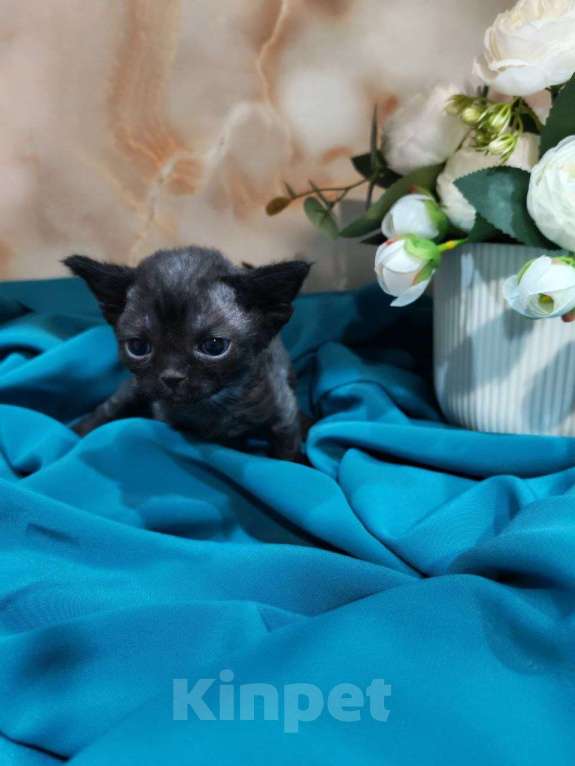 Кошки в Горячем Ключе: Котенок Девон Рекс девочка черный биколор Девочка, 70 000 руб. - фото 3
