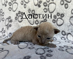 Кошки в Балашихе: Котик Дастин Мальчик, 70 000 руб. - фото 3