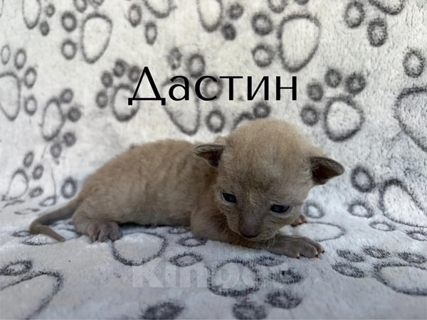 Кошки в Балашихе: Котик Дастин Мальчик, 70 000 руб. - фото 3