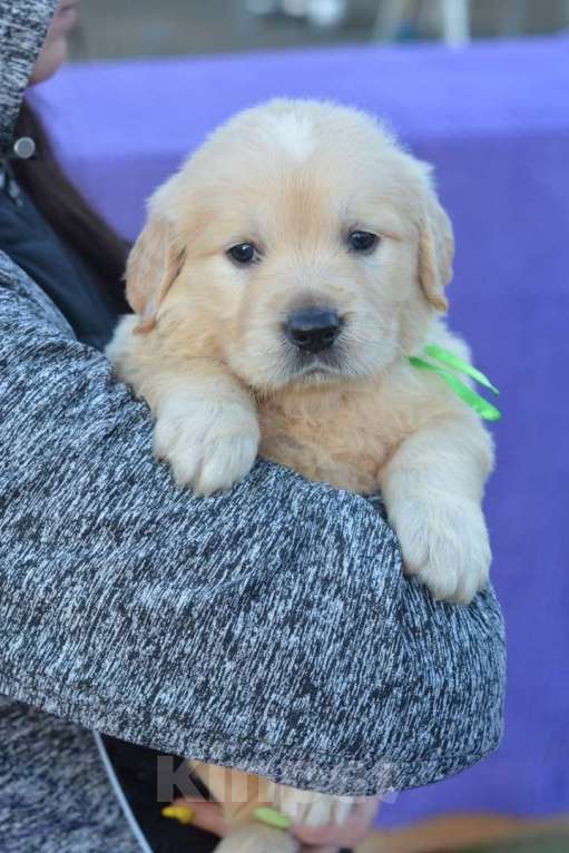 Собаки в Москве: Щенки  Золотистого ретривера Девочка, 60 000 руб. - фото 4