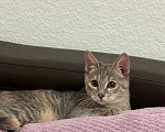 Кошки в Екатеринбурге: кошечка Девочка, Бесплатно - фото 3
