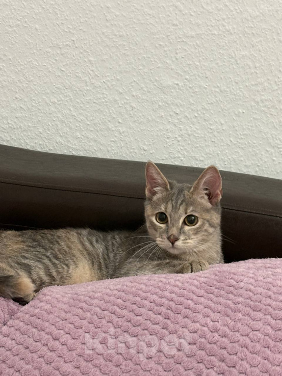 Кошки в Екатеринбурге: кошечка Девочка, Бесплатно - фото 3