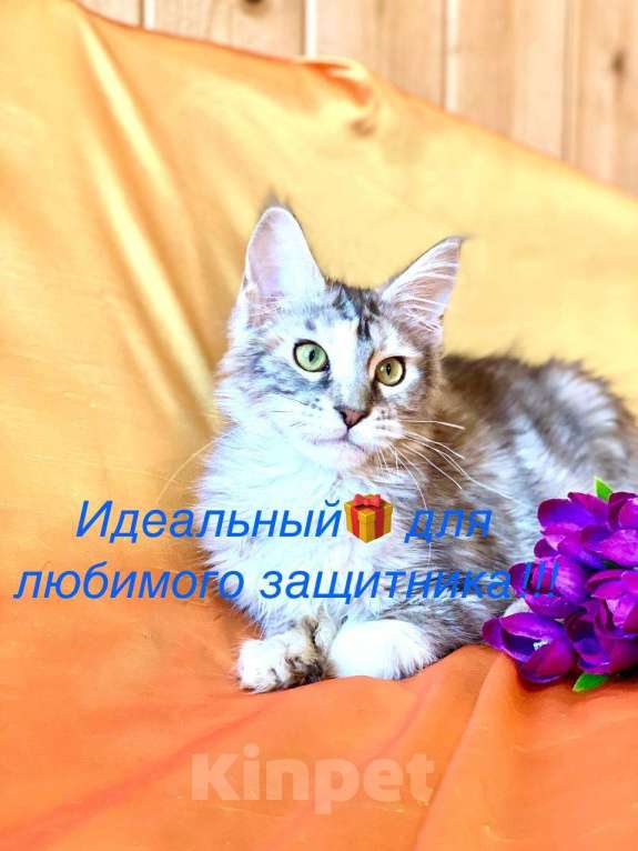 Кошки в Челябинске: 🔥🔥🔥 КОТЕНОК МЕЙН-КУН ПОЛИДАКТ ДЕВОЧКА Девочка, Бесплатно - фото 1