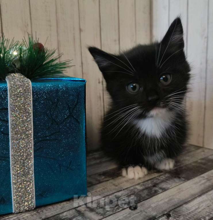 Кошки в Чите: Котята Манчкин  Девочка, 35 000 руб. - фото 1