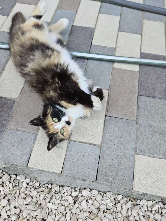 Кошки в Самаре: Пеструшка ищет свой дом Девочка, Бесплатно - фото 3