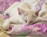 Кошки в Сочи: Котенок в добрые руки Девочка, Бесплатно - фото 3
